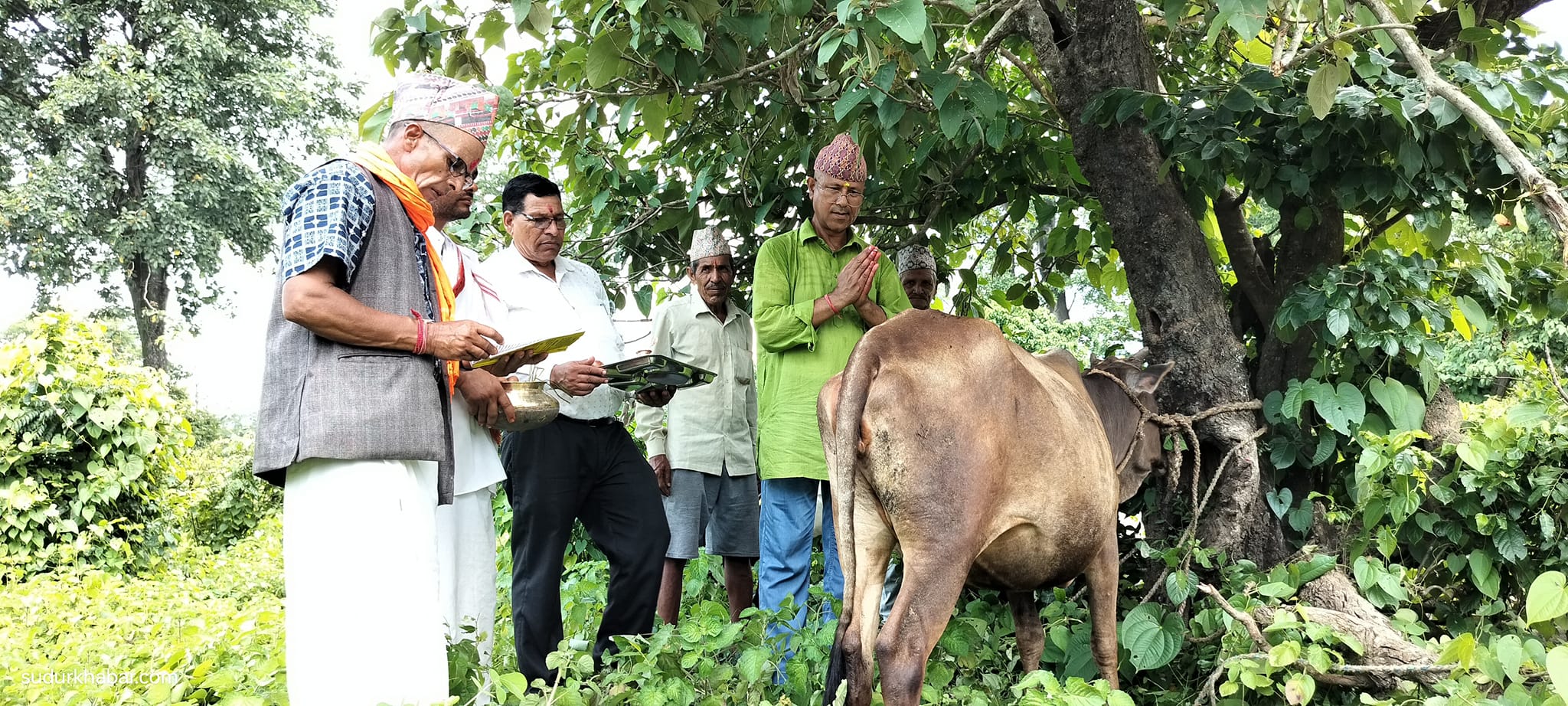 कैलालीको गोदावरी नगरपालिका - ७ मा नवनिर्मित गौशालाको उद्घाटन, होला त छाडा पशु चौपायाको ब्यबस्थापन ?